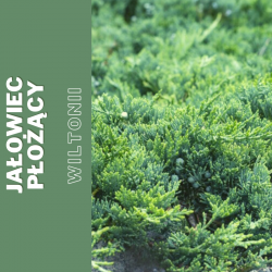 Jałowiec płożący  Wiltonii